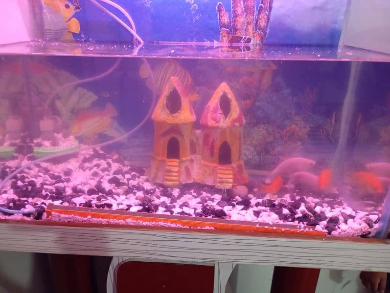 Aquarium with fish for sale size 2 ft 3