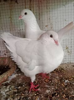 King pigeon pair