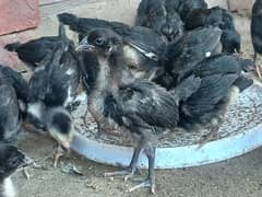 Australorp 1 Month Chicks 03029596978