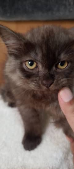 Triple Coated Persian male kitten