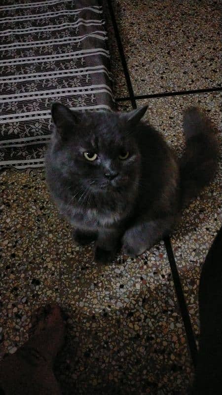 pure grey persian cat 11