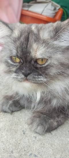 Persian cats for sale