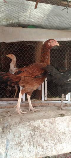 aseel murgi hen