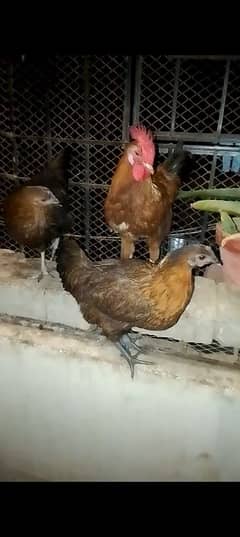 Egg laying Golden Misri pairs