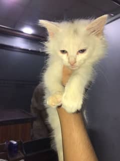 Cute Persian White Cat