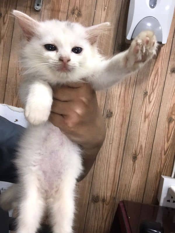 Cute Persian White Cat 3