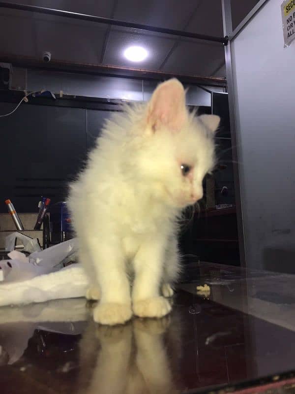 Cute Persian White Cat 4