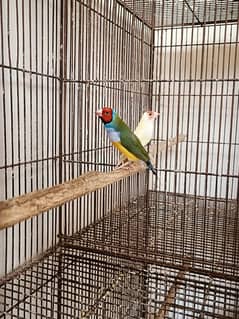 Gouldian breeder pair