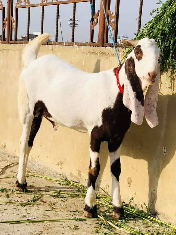 rajanpuri bakra urgent for sale 0