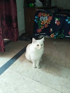 Persian cat male ha 6 month ka ha neat and clean friendly and active