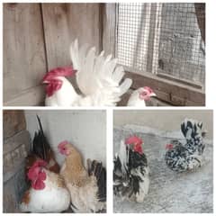 molted japnese/white Japanese/and golden english game/aggs avail