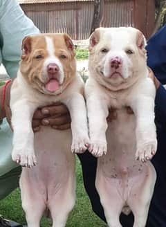 Alabai dog | King Alabai pair | security dog for sale | Alabai Breed