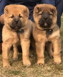 Kurdish kangal Puppies | security dog for sale