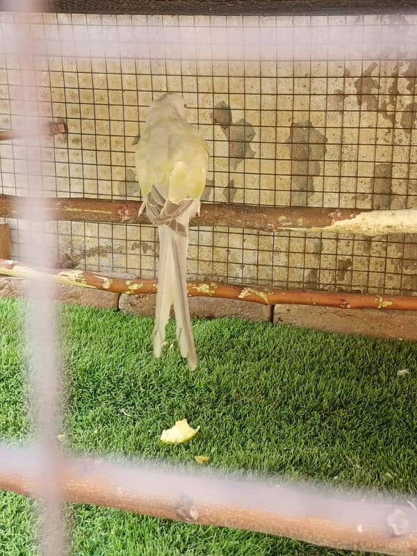 2 torquise parrot,ciminon grey and HS pallid torquise 03359570762 2