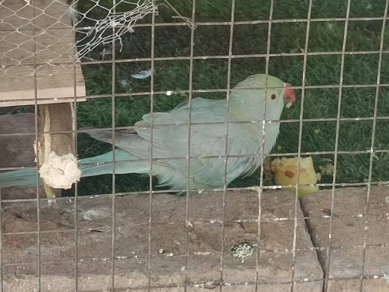 2 torquise parrot,ciminon grey and HS pallid torquise 03359570762 3