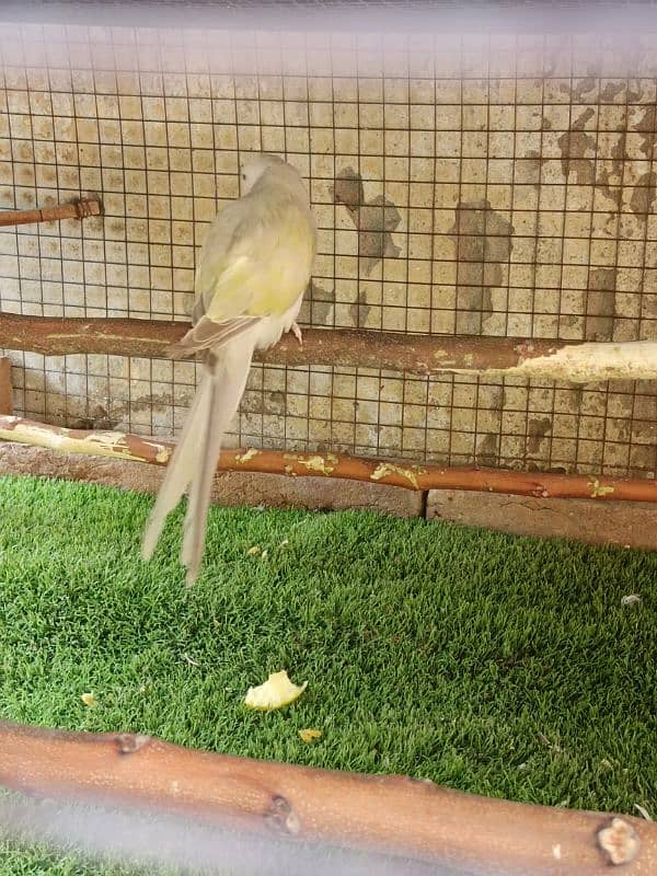 2 torquise parrot,ciminon grey and HS pallid torquise 03359570762 8