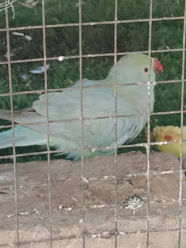 2 torquise parrot,ciminon grey and HS pallid torquise 03359570762 11