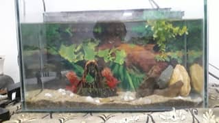 Fish Aquarium Fishes for Sale in Pakistan Fish Aquarium Fishes Prices in Pakistan