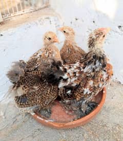 porcelain bantam 1 male 3 females