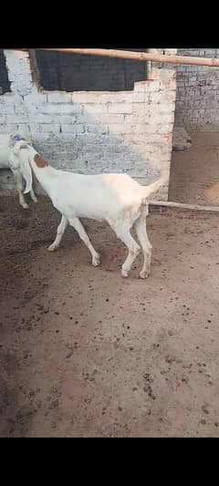 white Bakri Rajan puri cross