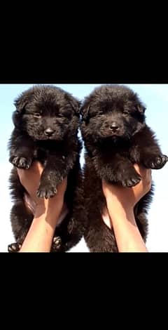 German Shepherd Pair | Black German Shepherd Long Coat Puppy