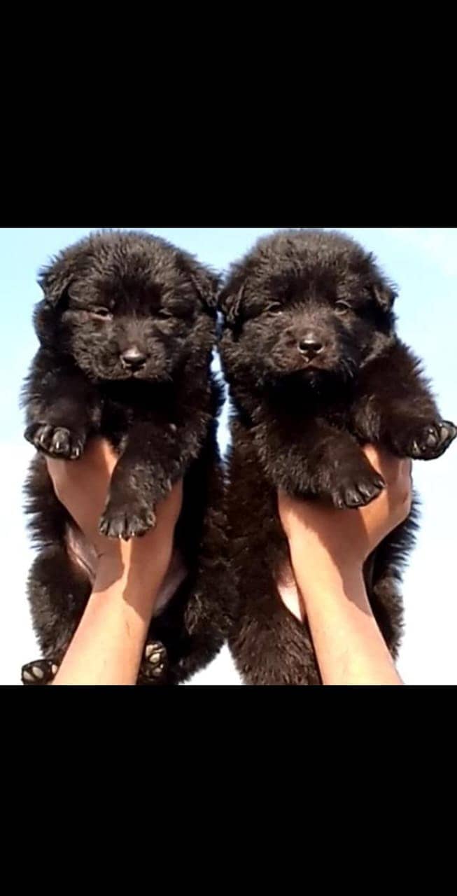 German Shepherd Pair | Black German Shepherd Long Coat Puppy 0