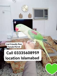 Hand Tamed Full Friendly 3 Years Kashmir Raw Breeder Female Parrot