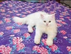 persian cats kitten female and male both available