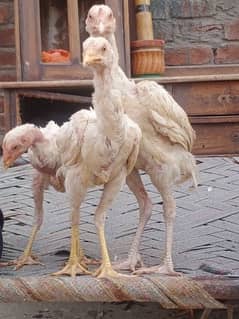 Heera Aseel chicks for sale