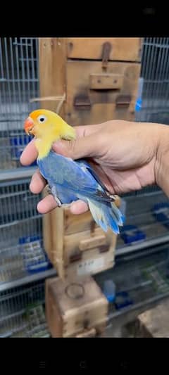 violet Parblue Opaline Male Female Love Bird For sale parrot