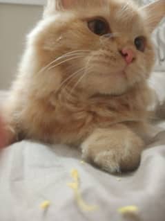 Persian kitten available WhatsApp number 03307046744