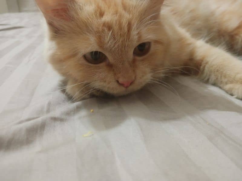 Persian kitten available WhatsApp number 03307046744 1