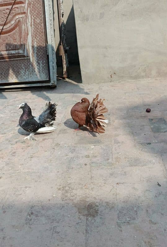 pigeon 0