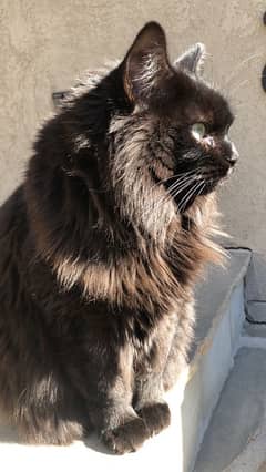 Bombay persian male cat