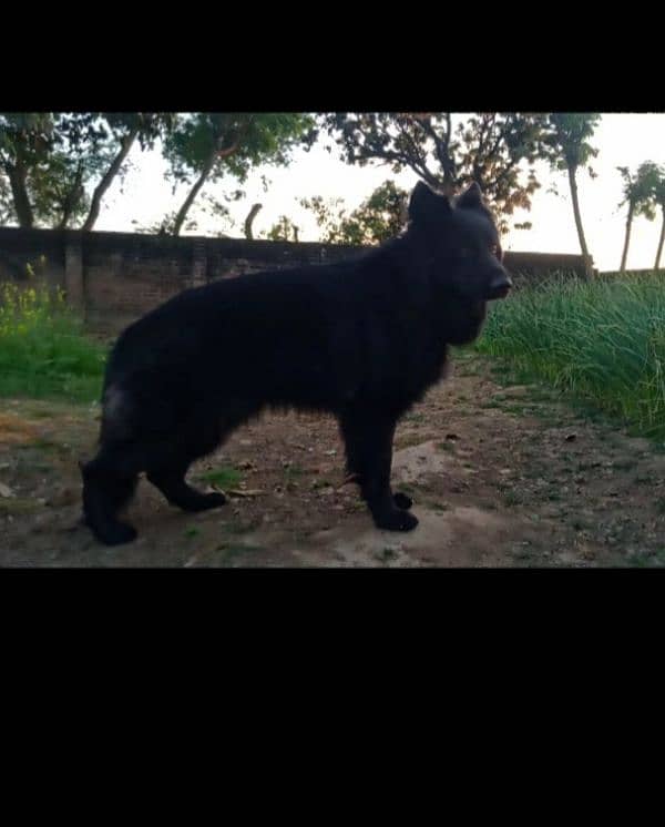 shitzoo female for sale black gsd for stud 5