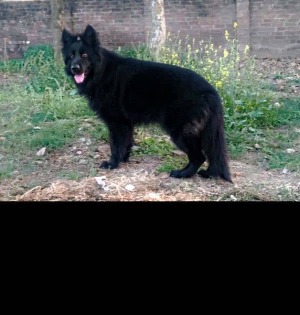 shitzoo female for sale black gsd for stud 6