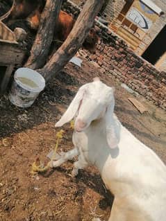 Bakri for sale