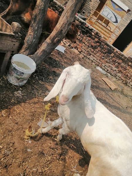 Bakri for sale 0