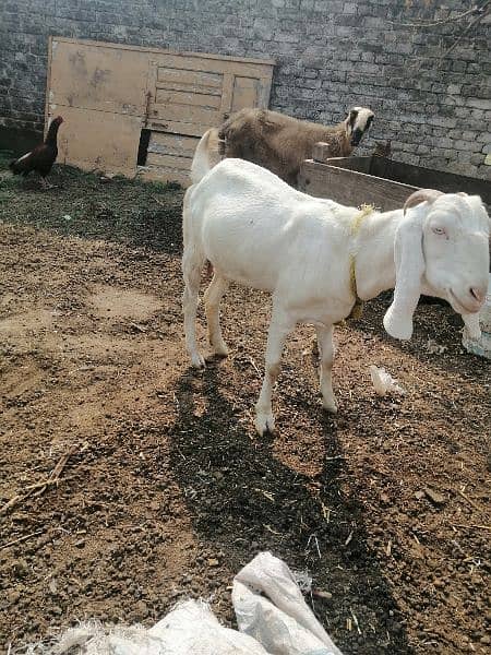 Bakri for sale 1