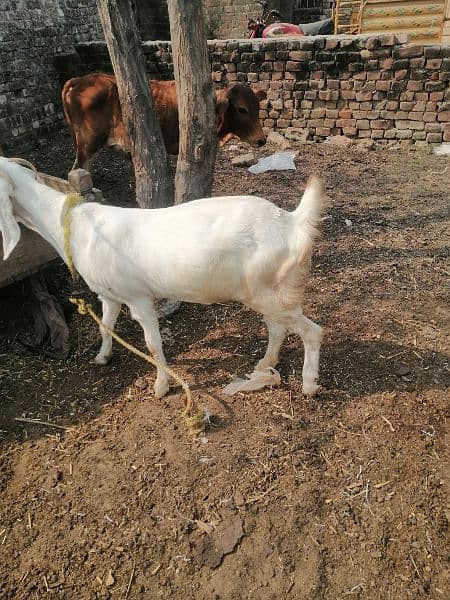 Bakri for sale 3