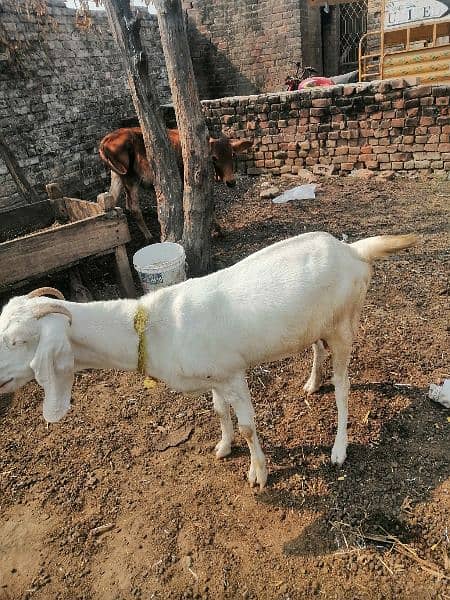 Bakri for sale 4