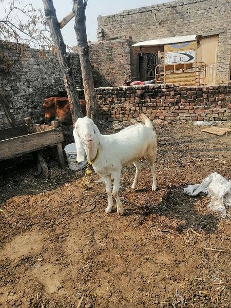 Bakri for sale 5