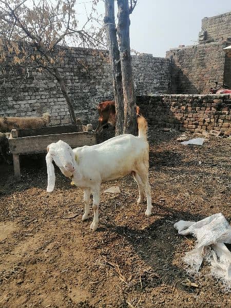 Bakri for sale 6