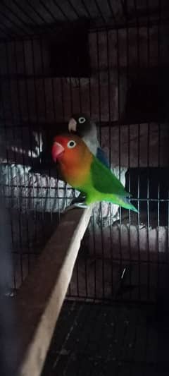 LOVEBIRD PAIR for sale