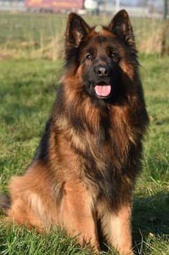 German Shepherd Double Coat Puppy