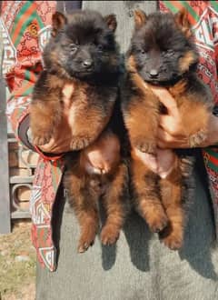 king German shepherd puppies