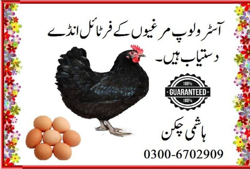 Austrolop A Quality fertile eggs 0