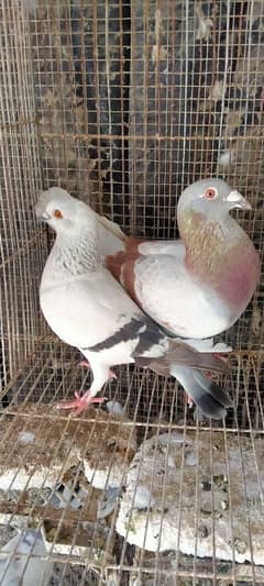 Goley Pigeons for sale