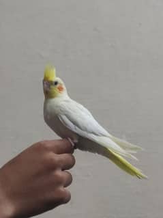 Fully Hand Tame Common White Red Eyes into Eno cockatiel