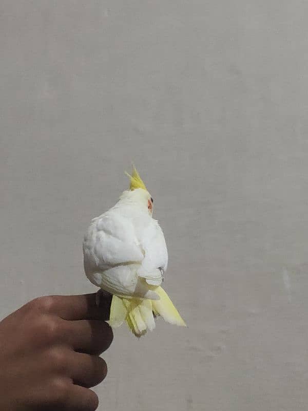 Fully Hand Tame Common White Red Eyes into Eno cockatiel 1